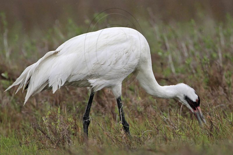 _MG_2608 Whooping Crane - Scarbaby.jpg