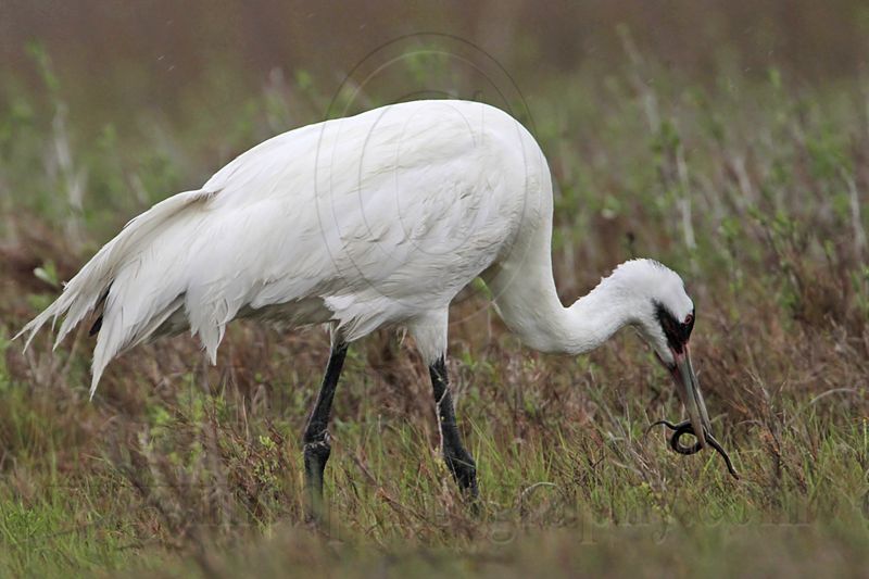 _MG_2613 Whooping Crane - Scarbaby.jpg