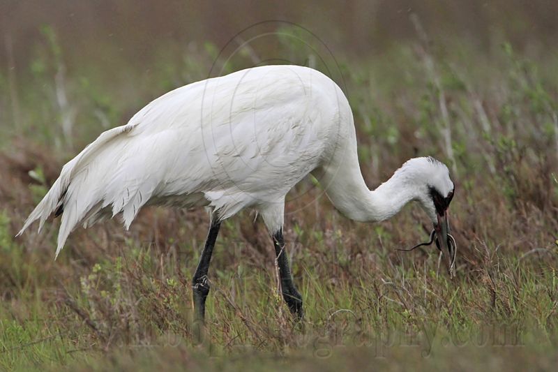 _MG_2616 Whooping Crane - Scarbaby.jpg