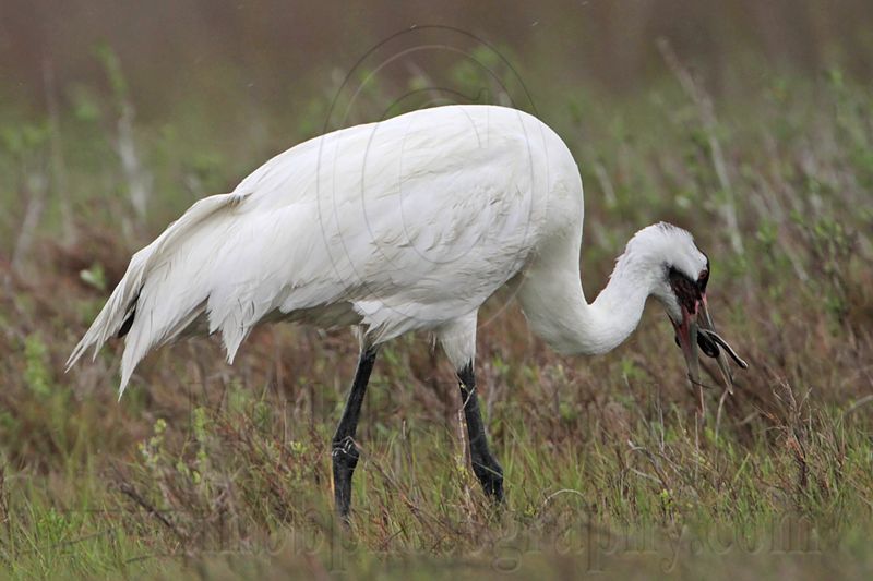_MG_2617 Whooping Crane - Scarbaby.jpg