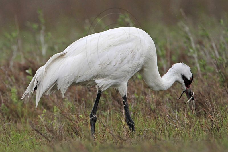 _MG_2618 Whooping Crane - Scarbaby.jpg