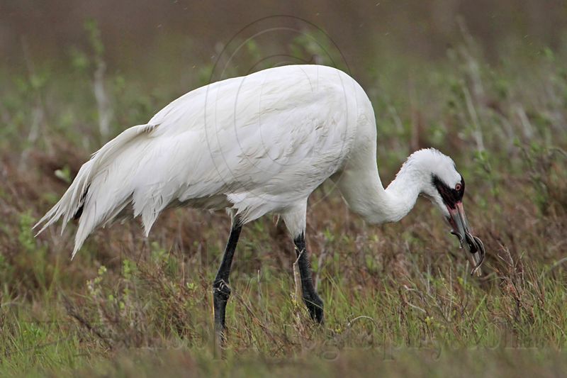 _MG_2619 Whooping Crane - Scarbaby.jpg