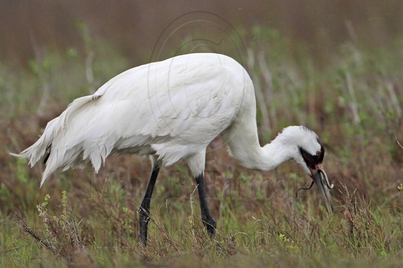 _MG_2627 Whooping Crane - Scarbaby.jpg