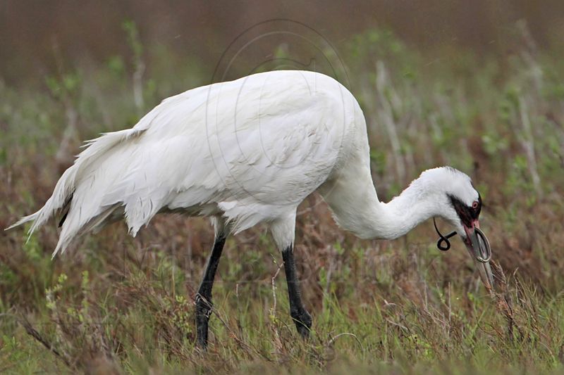 _MG_2629 Whooping Crane - Scarbaby.jpg