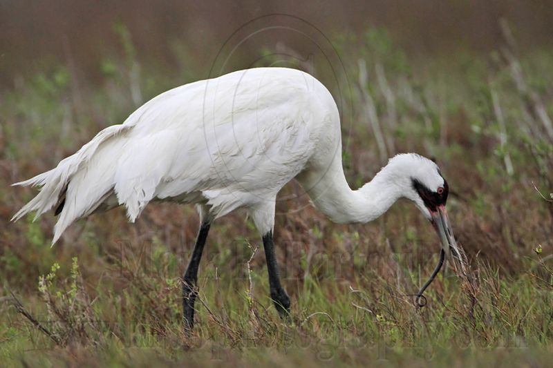 _MG_2632 Whooping Crane - Scarbaby.jpg
