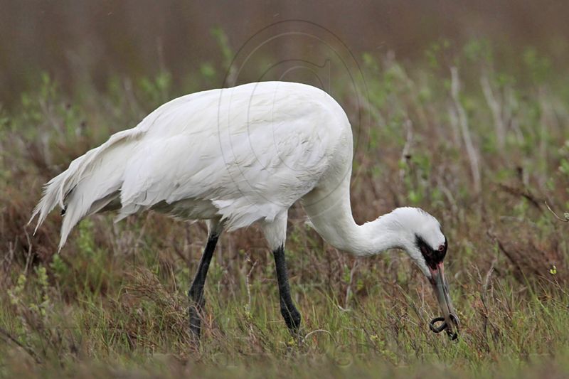 _MG_2643 Whooping Crane - Scarbaby.jpg