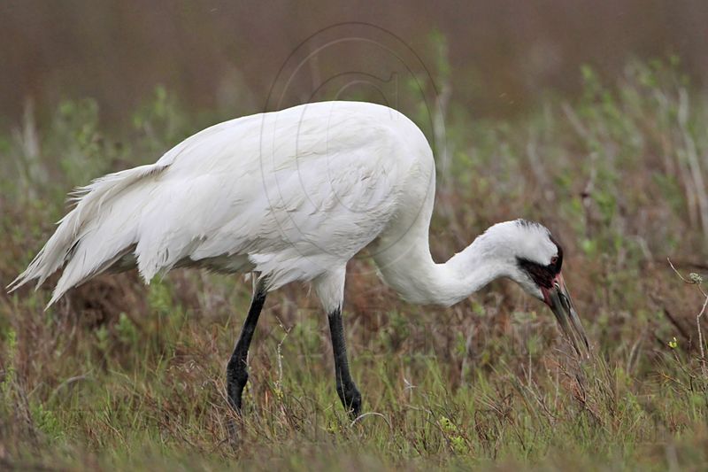 _MG_2666 Whooping Crane - Scarbaby.jpg
