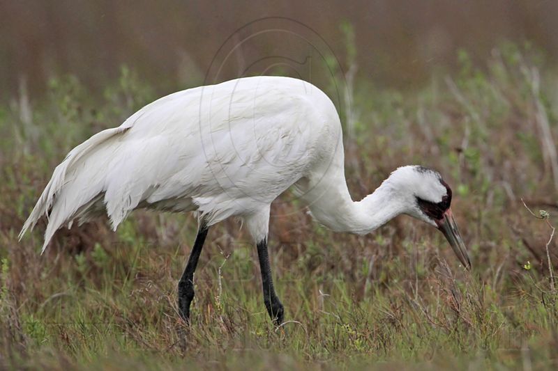 _MG_2667 Whooping Crane - Scarbaby.jpg