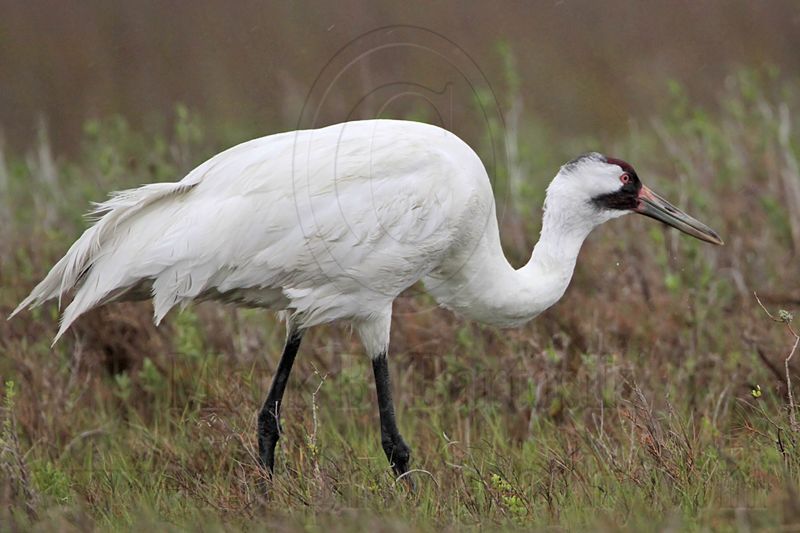 _MG_2669 Whooping Crane - Scarbaby.jpg