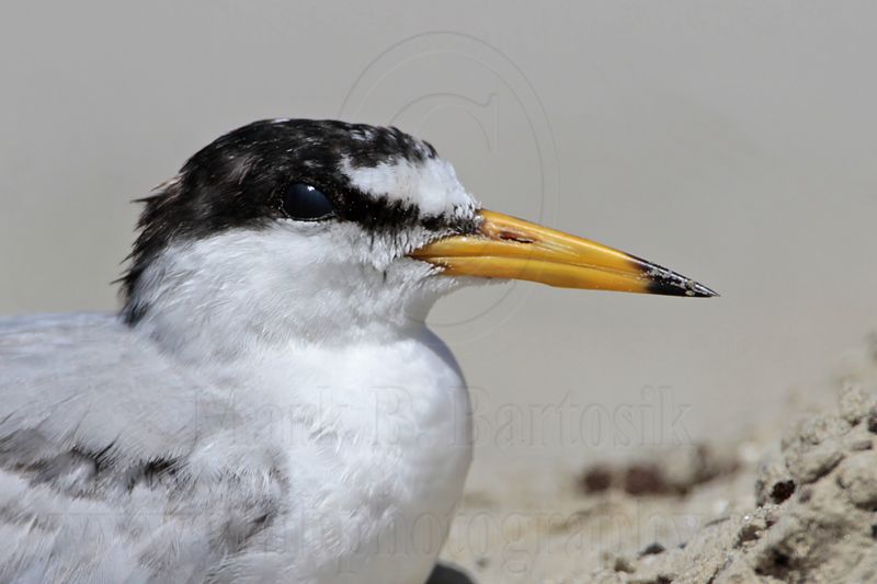 _MG_4654 Least Tern.jpg
