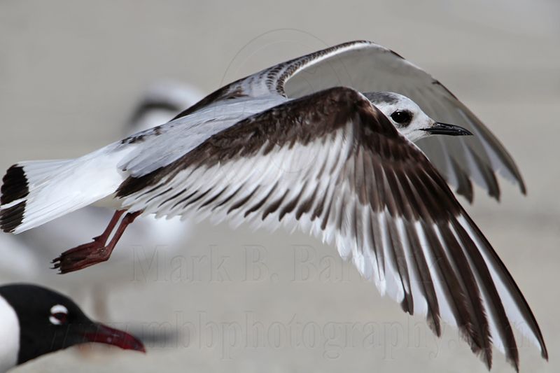 _MG_6129 Little Gull.jpg