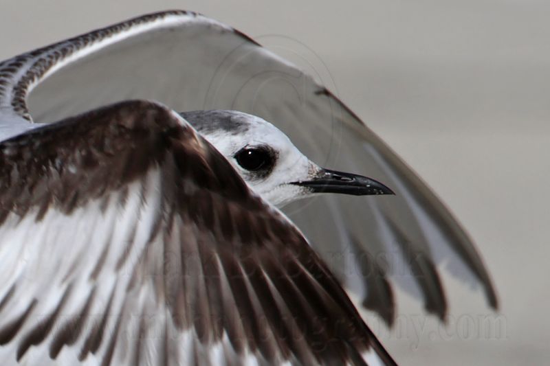 _MG_6129crop Little Gull.jpg