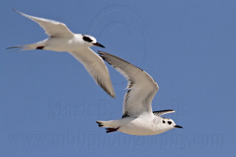 _MG_6234 Little Gull & Forsters Tern.jpg
