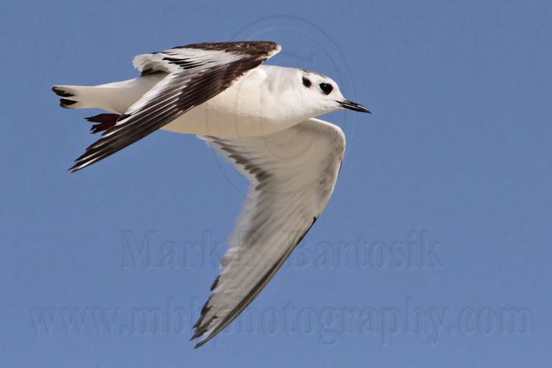 _MG_6235 Little Gull.jpg