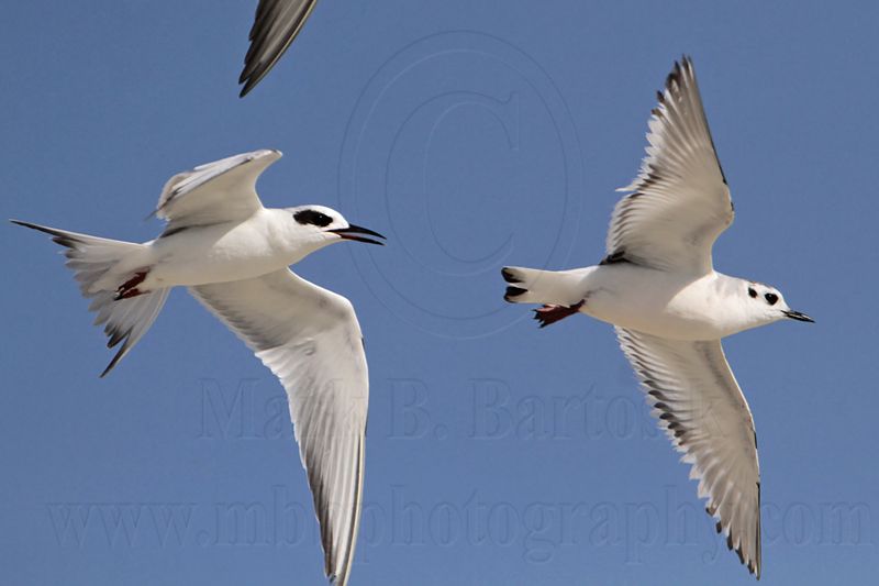 _MG_6236 Little Gull & Forsters Tern.jpg