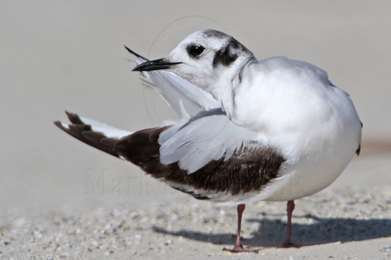 _MG_6385 Little Gull.jpg