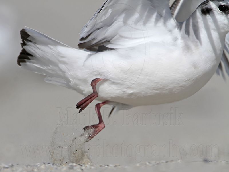 _MG_6615 Little Gull.jpg