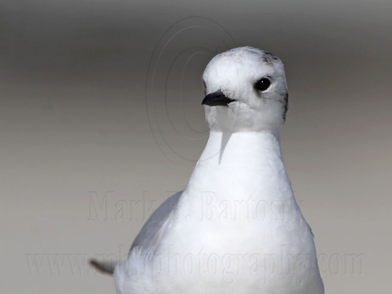 _MG_6802 Little Gull.jpg
