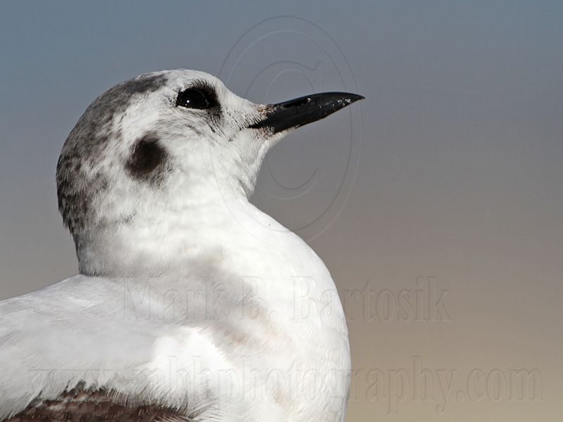 _MG_6939 Little Gull.jpg