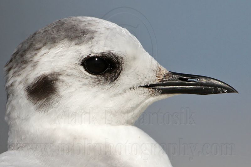 _MG_7003 Little Gull.jpg