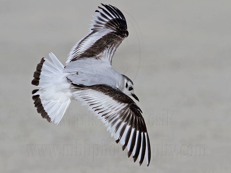 _MG_7062 Little Gull.jpg