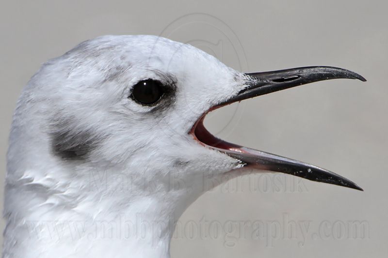 _MG_5161 Bonapartes Gull.jpg