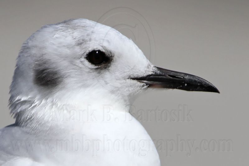 _MG_5293 Bonapartes Gull.jpg