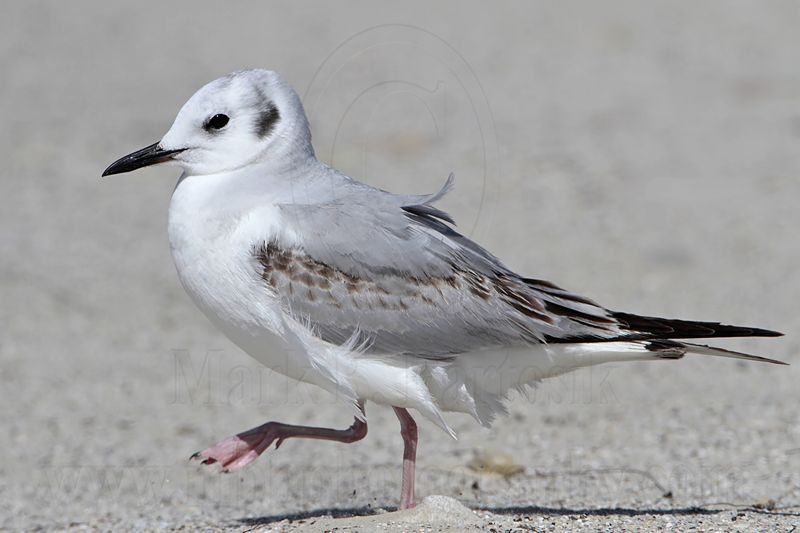_MG_5389 Bonapartes Gull.jpg
