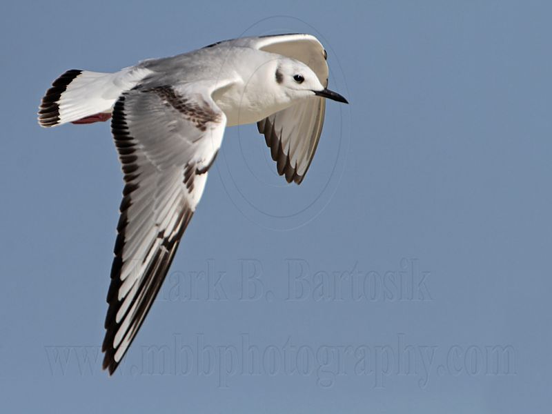 _MG_7022 Bonapartes Gull.jpg