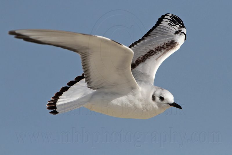 _MG_7024 Bonapartes Gull.jpg