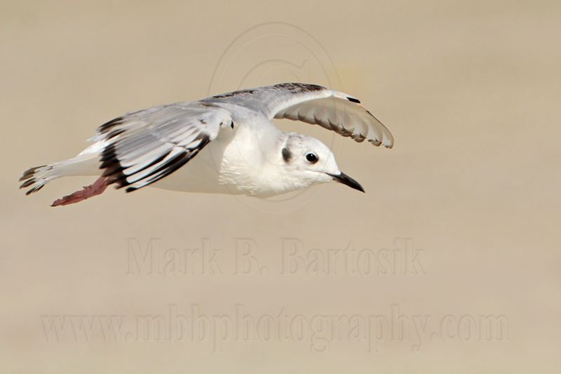 _MG_7079 Bonapartes Gull.jpg