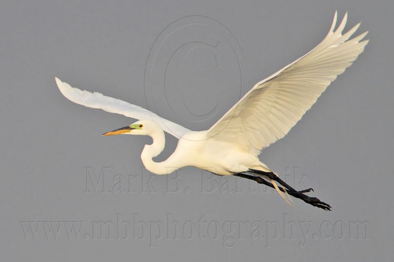 _MG_7668 Great Egret.jpg