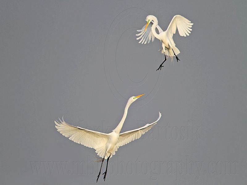 _MG_7533 Great Egret.jpg