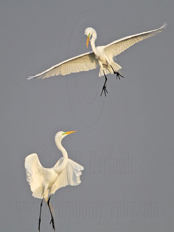 _MG_7534 Great Egret.jpg