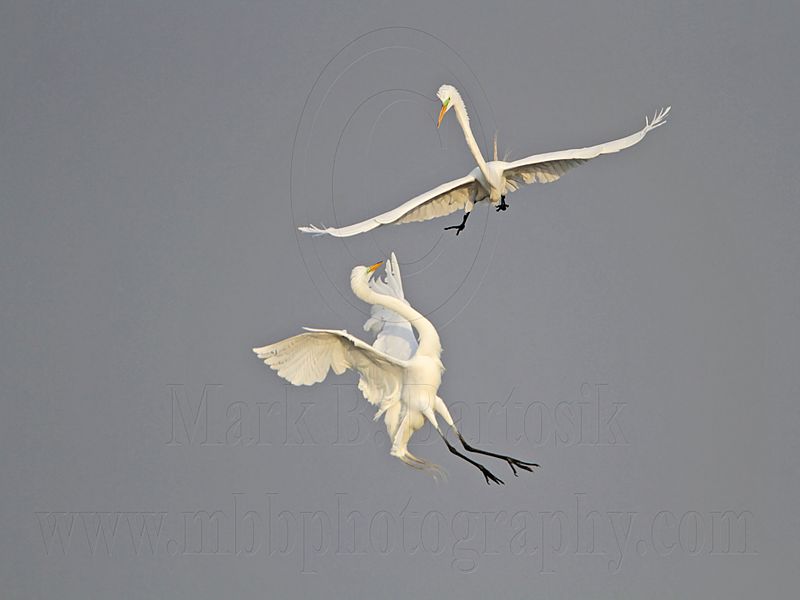 _MG_7536 Great Egret.jpg