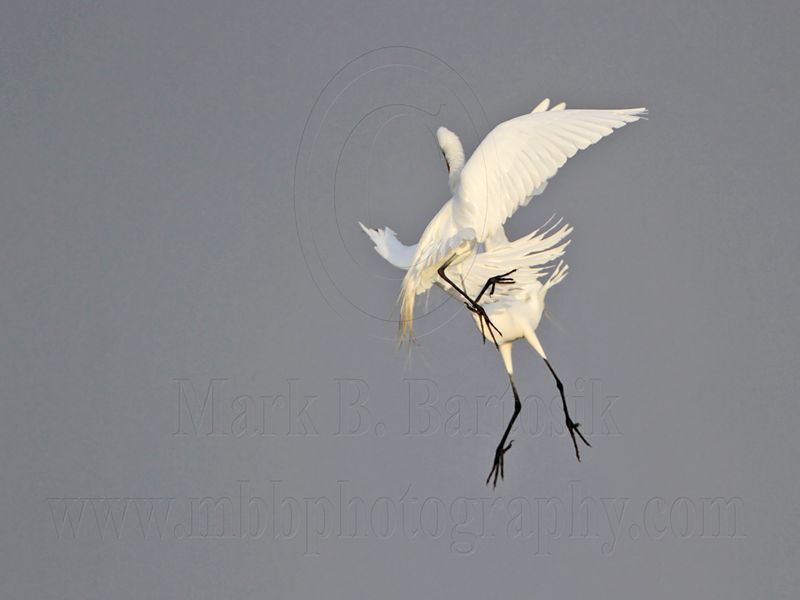 _MG_7539 Great Egret.jpg