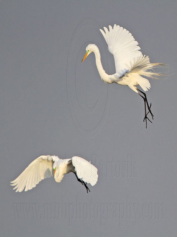 _MG_7542 Great Egret.jpg