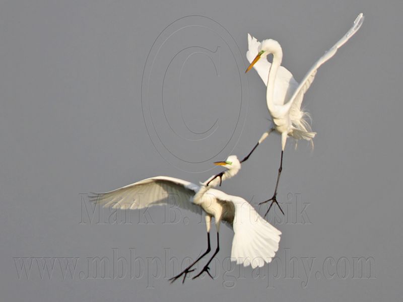 _MG_8938 Great Egret.jpg