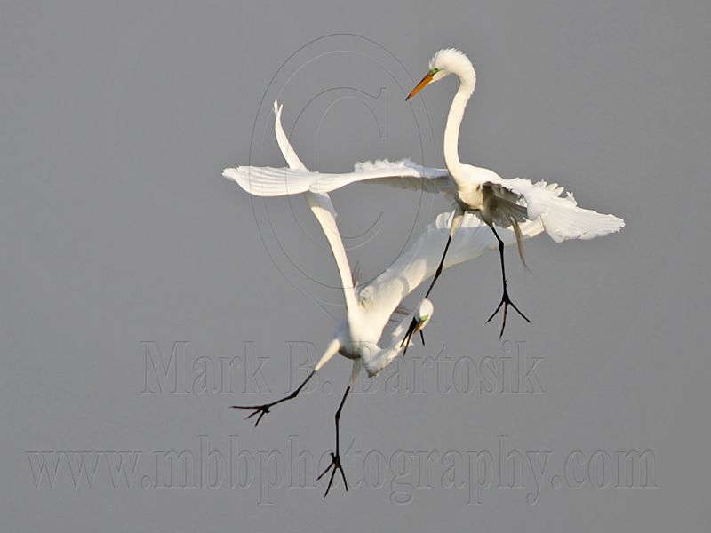 _MG_8939 Great Egret.jpg