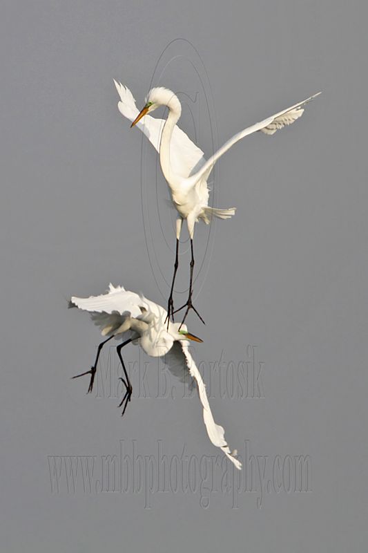 _MG_8940 Great Egret.jpg