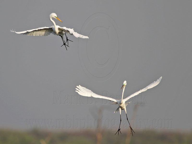 _MG_8943 Great Egret.jpg