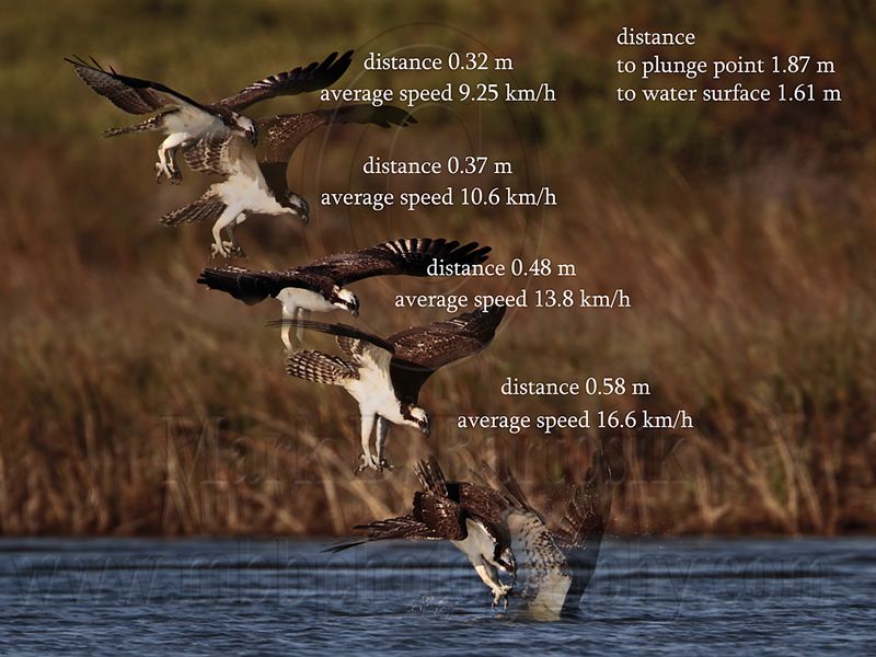 _MG_0207-12 Osprey dive slow speed.jpg