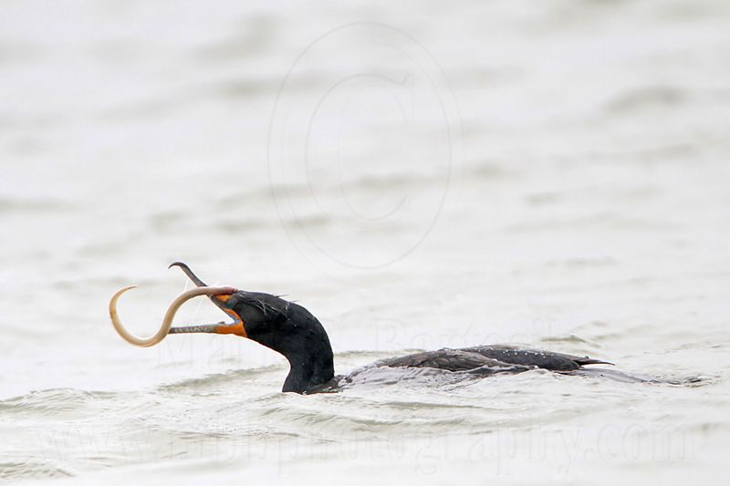 _MG_3301 Double-crested Cormorant.jpg