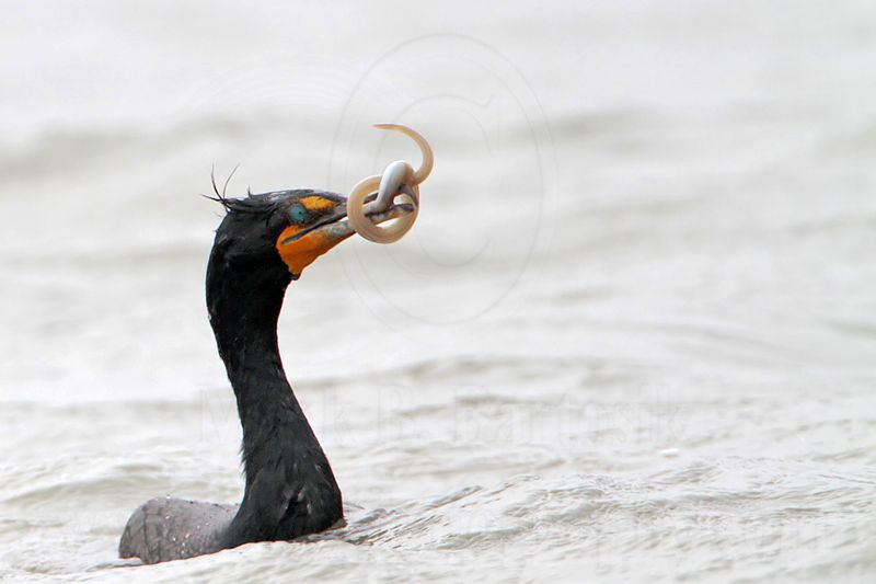 _MG_3325 Double-crested Cormorant.jpg