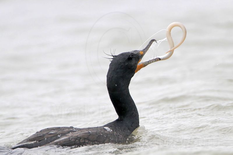 _MG_3334 Double-crested Cormorant.jpg