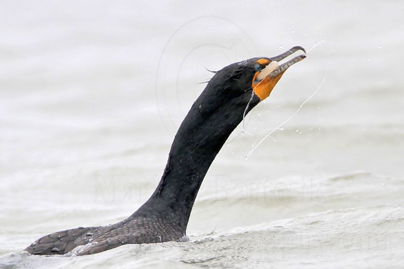 _MG_3341 Double-crested Cormorant.jpg