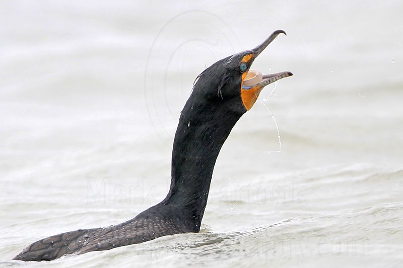 _MG_3342 Double-crested Cormorant.jpg
