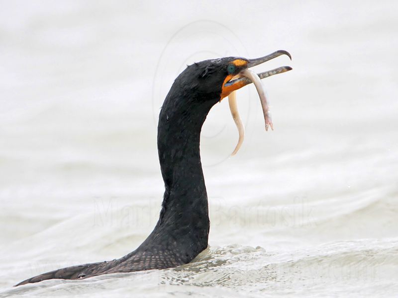 _MG_3349 Double-crested Cormorant.jpg