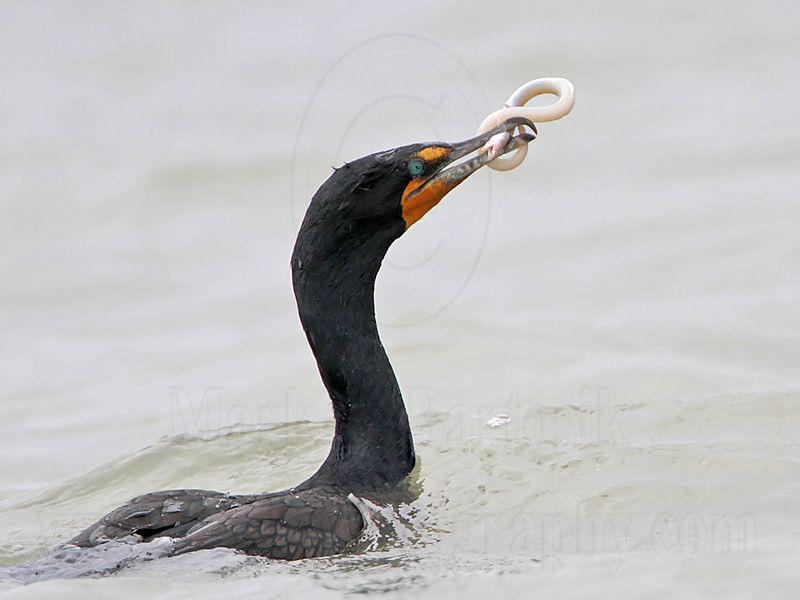 _MG_3360 Double-crested Cormorant.jpg