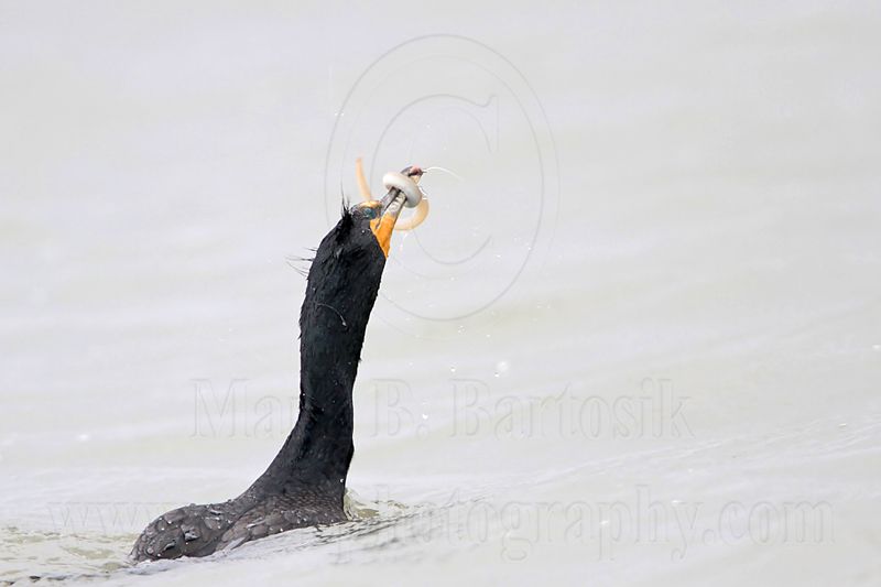 _MG_3376 Double-crested Cormorant.jpg